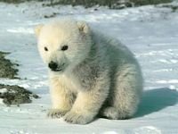 pic for polar bear